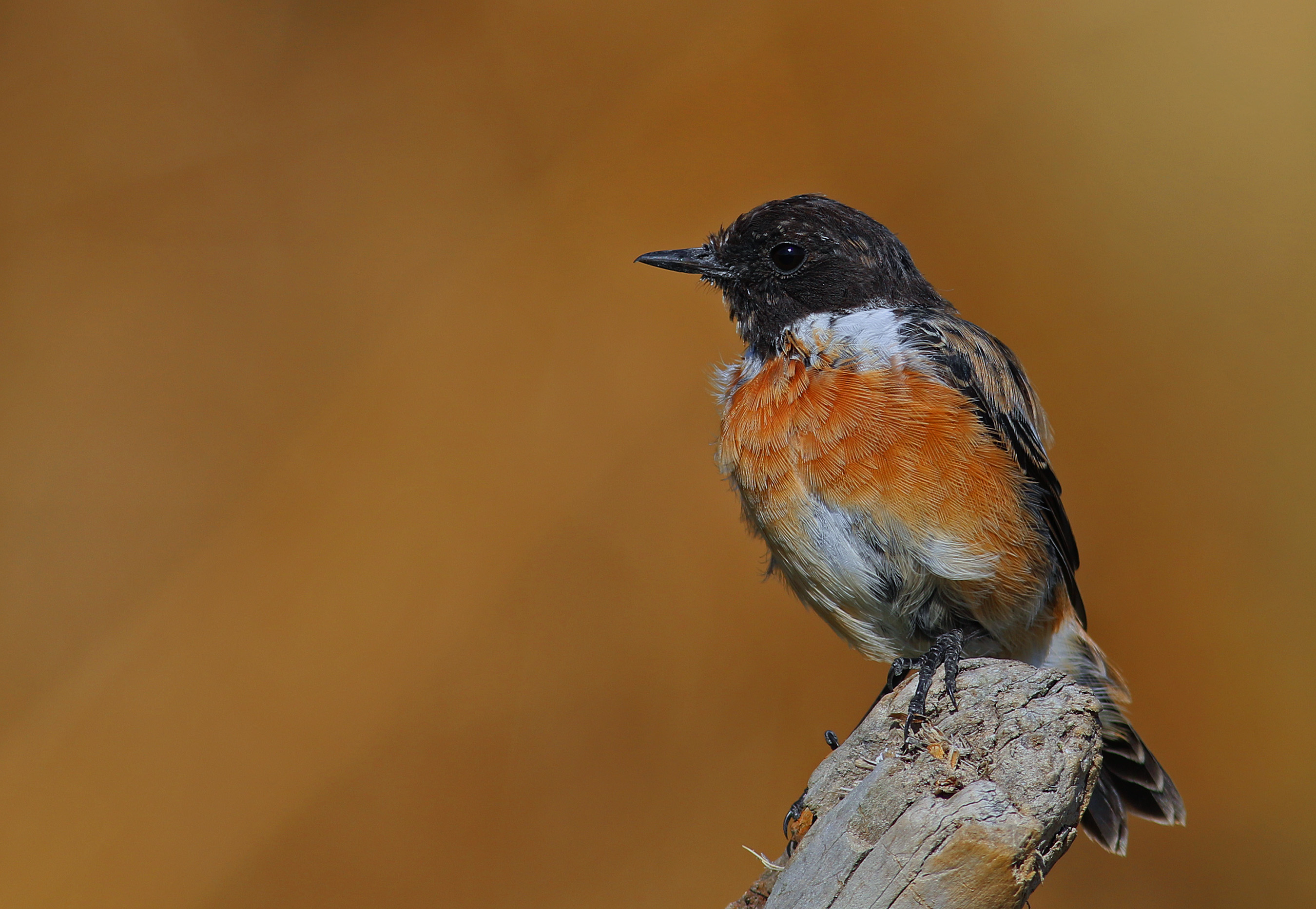European Stonechat
